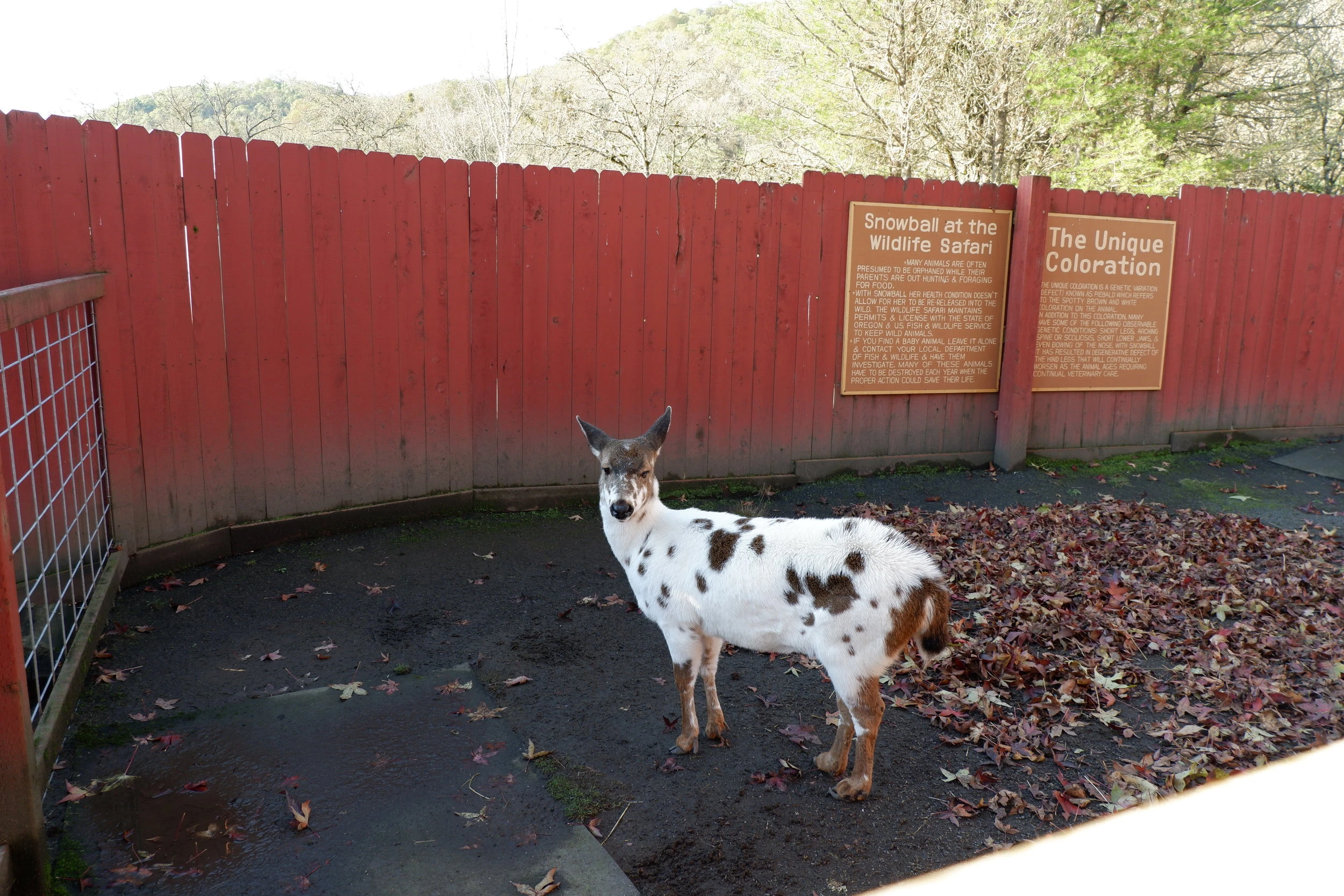 wildlife safari oregon