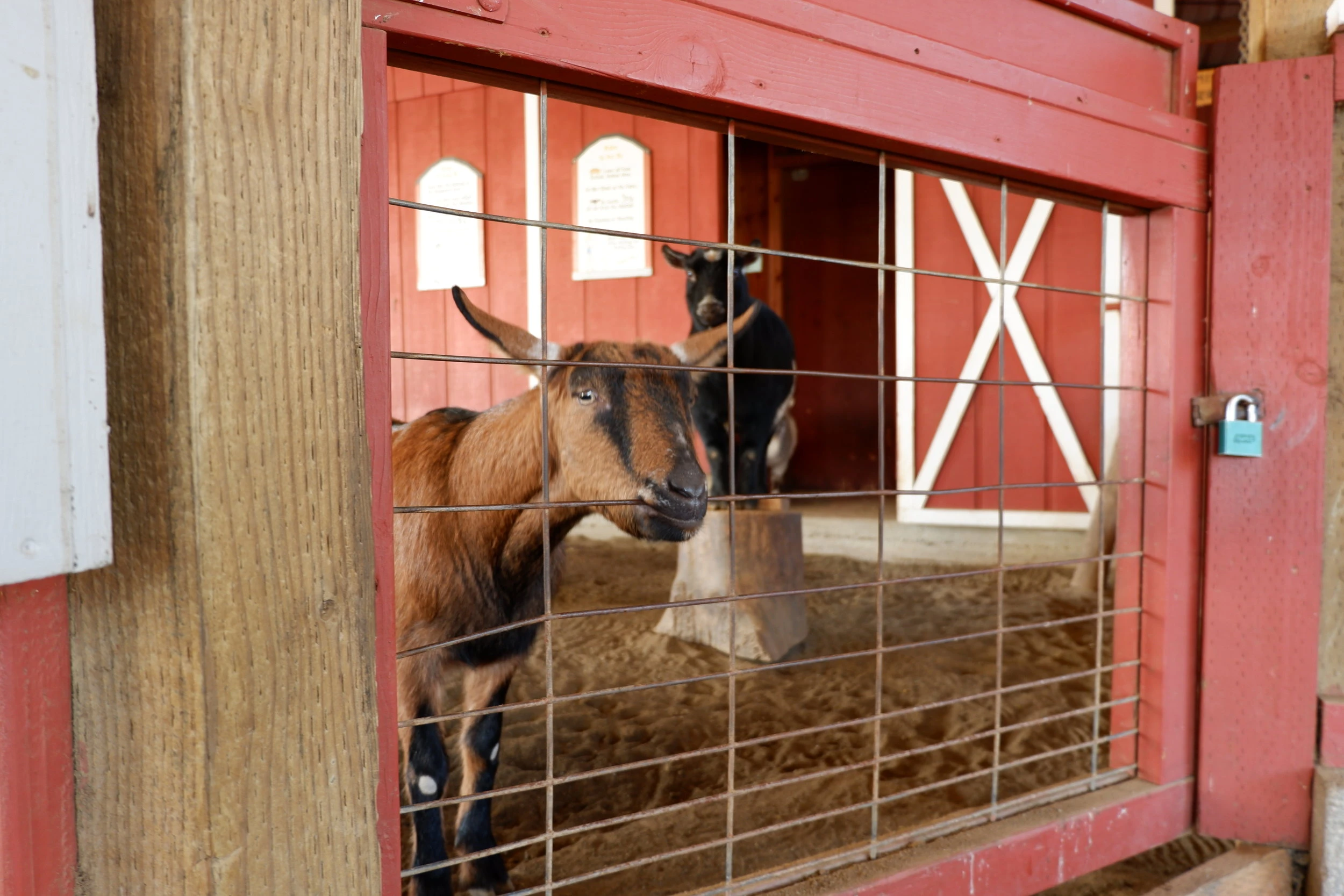 wildlife safari oregon