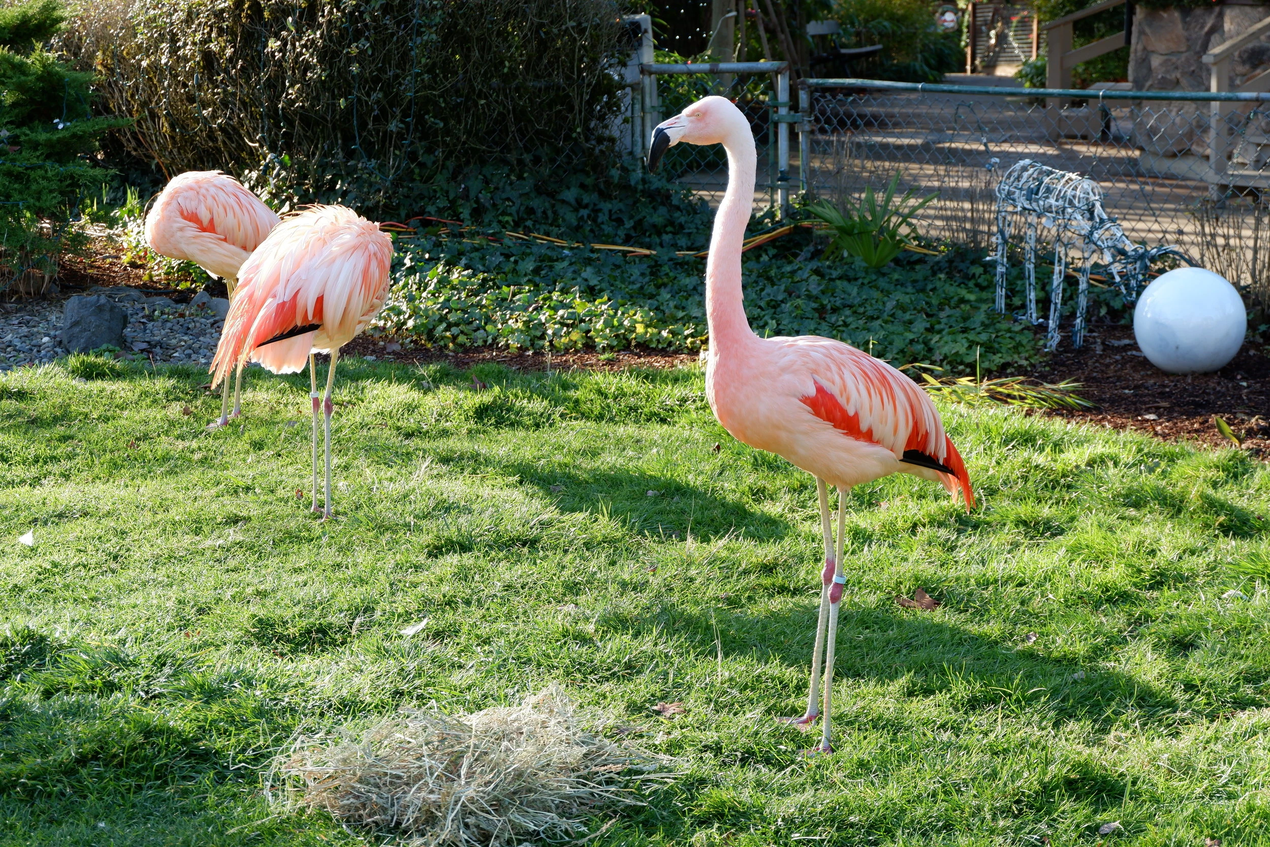 wildlife safari oregon review