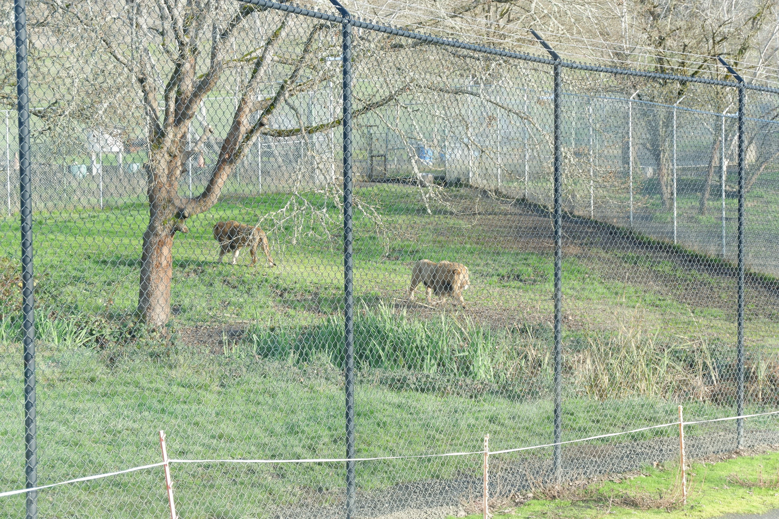 wildlife safari oregon
