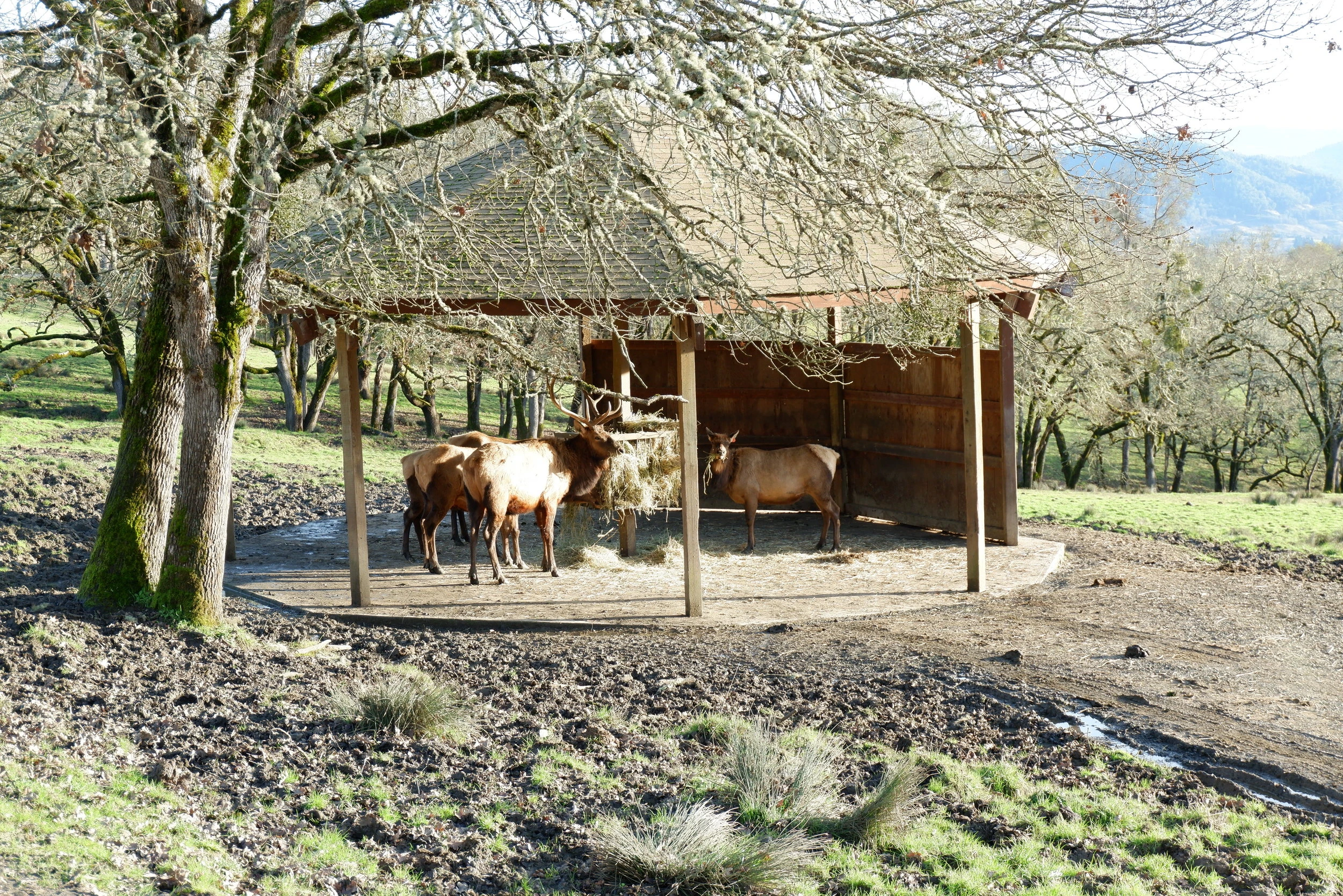 things to do in oregon