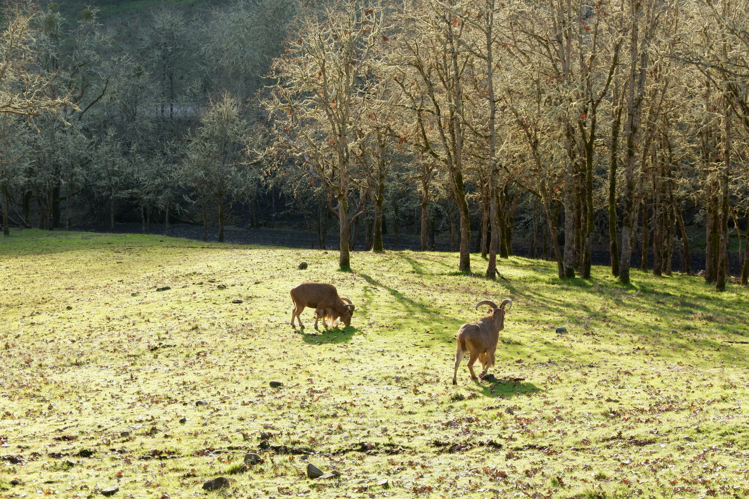 things to do in oregon