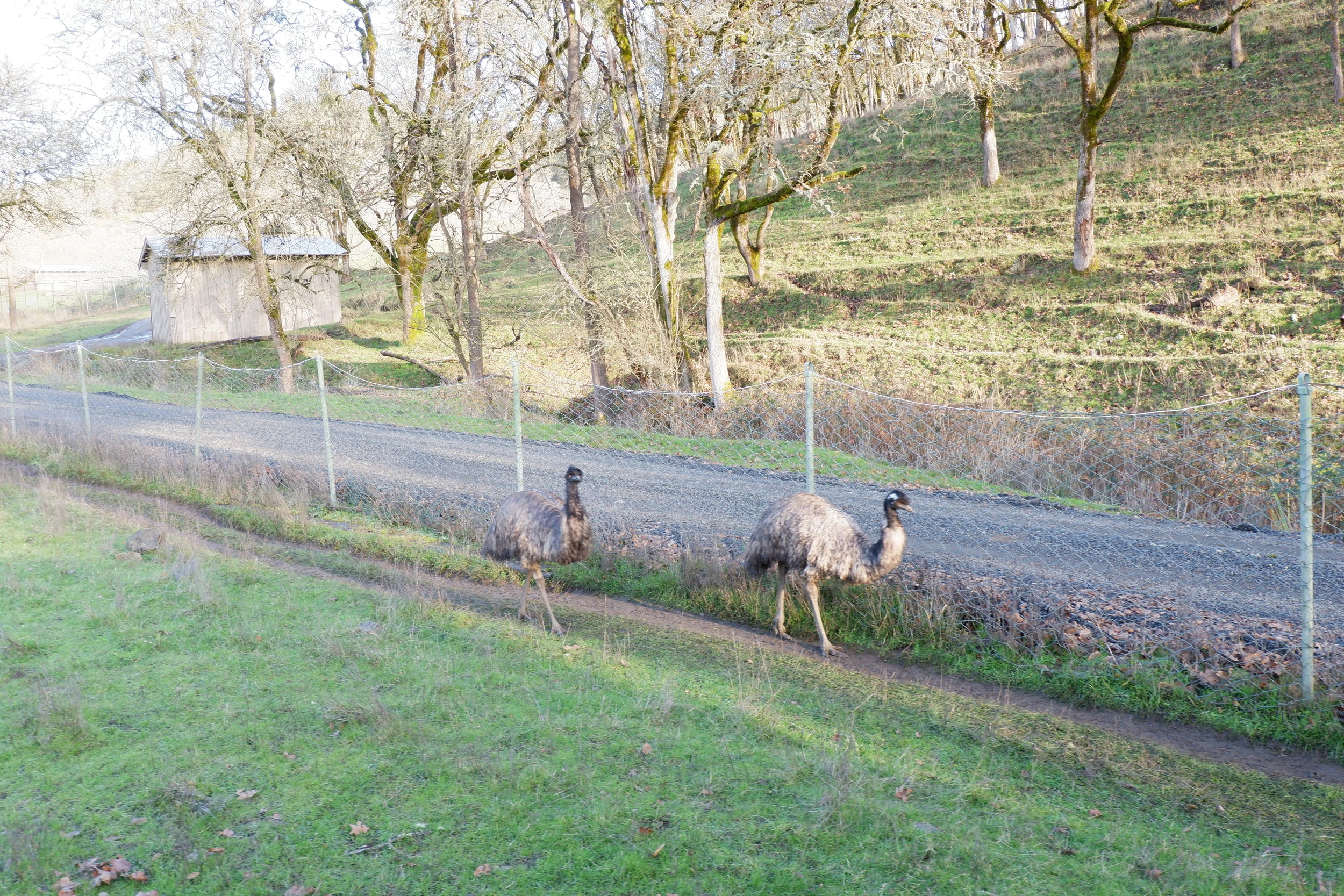 oregon state road trip