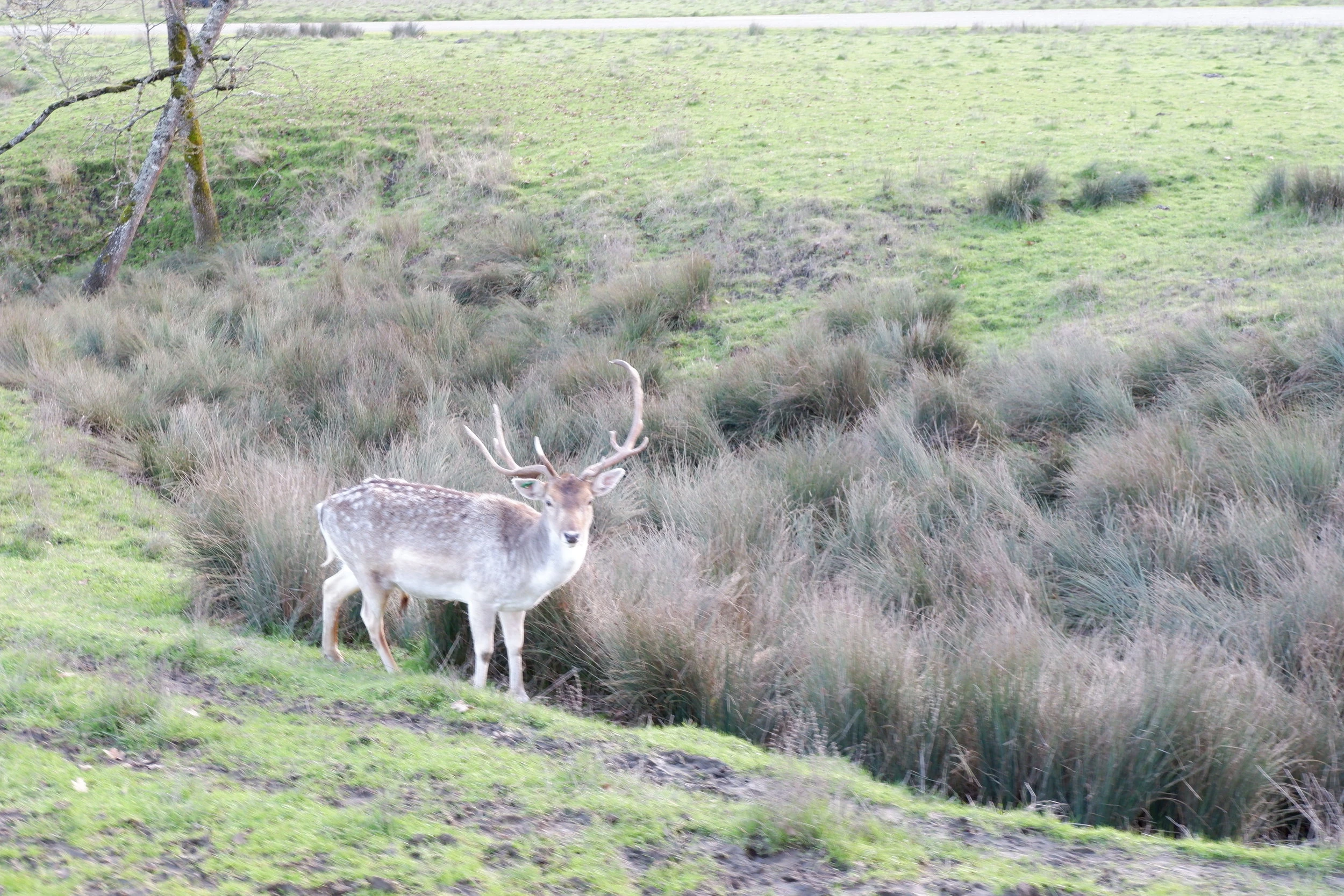 visit oregon wildlife safari