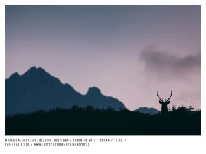 Stag, Glencoe