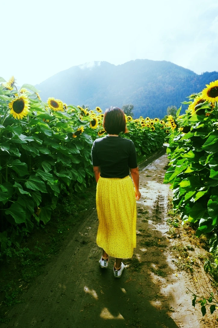 chilliwack sunflower festival review