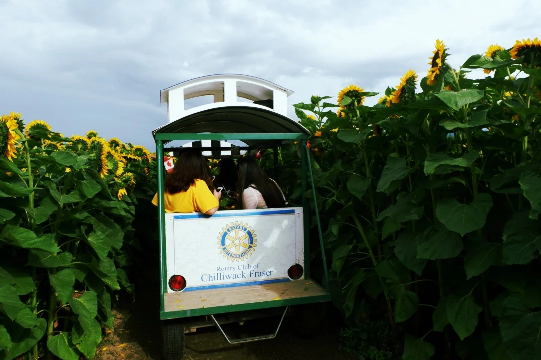 chilliwack sunflower festival prices