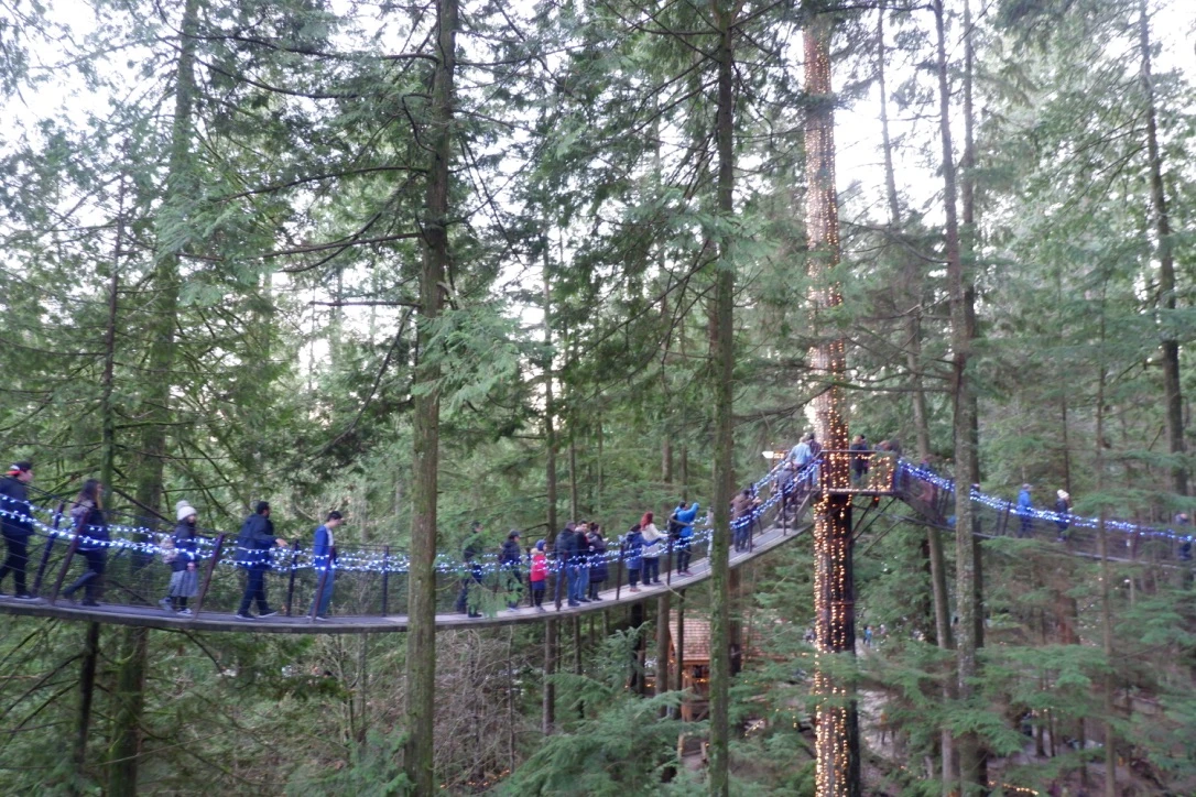 canyon lights capilano suspension bridge park