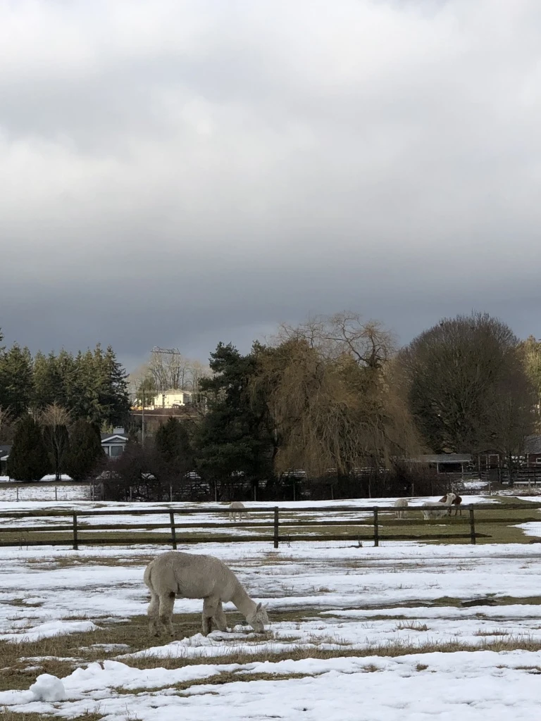 An alpaca busy munching away on frosty grass