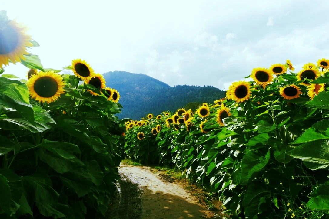 chilliwack sunflower festival