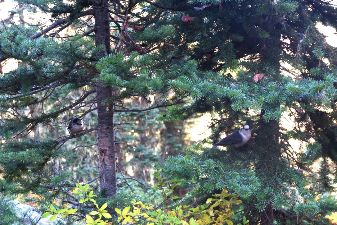  Adorable little birds! Sadly, they’ve been conditioned to get food from humans. One of them perched on the open palm of my friend’s hand hoping to score a snack. 
